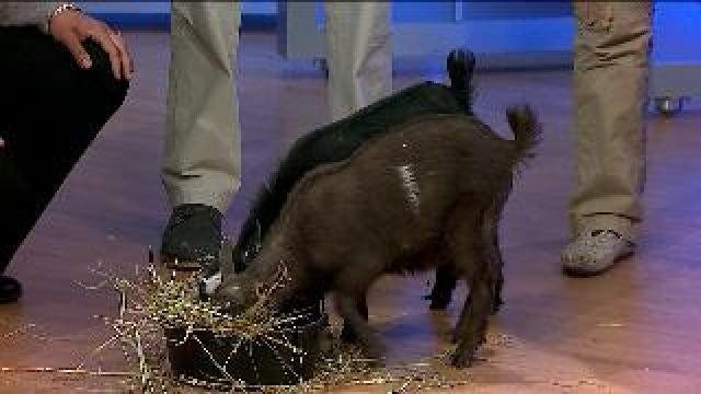 Racine Zoo visits Wake Up
