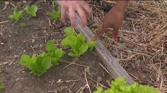 Thinning & bagging apple trees, straw bale gardening