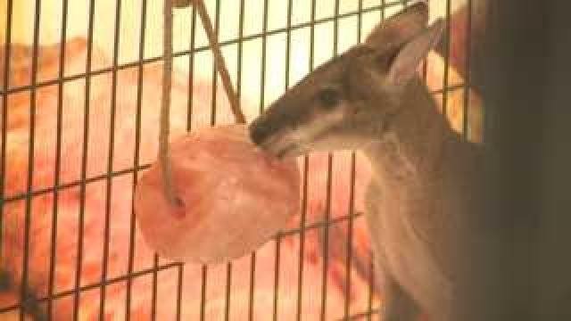 Cows, horses, chickens and... kangaroos at the Wisconsin State Fair?!
