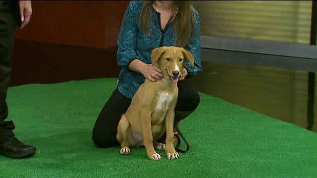 Lenny helps FOX6 Sports pick a winner: Jets? or Packers?