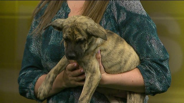 Pups looking for a comeback; Will Sarge pick the Packers or Lions?