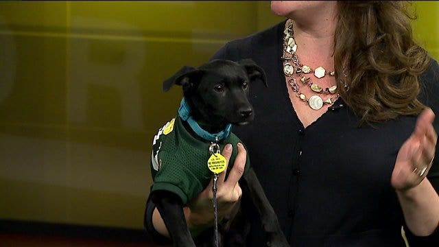 Larry hopes the Packers will break the Pups' losing streak!