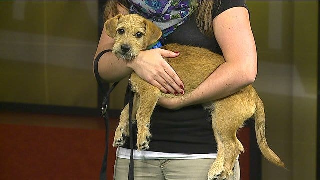 Cody picks the Packers; Can he keep the streak alive?