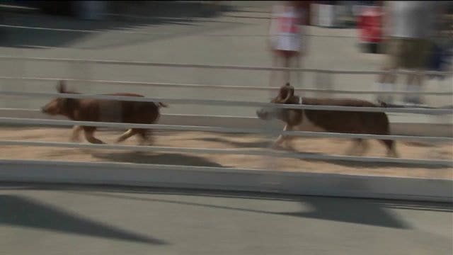 Animals, rides and more: Wisconsin State Fair runs through August 16th