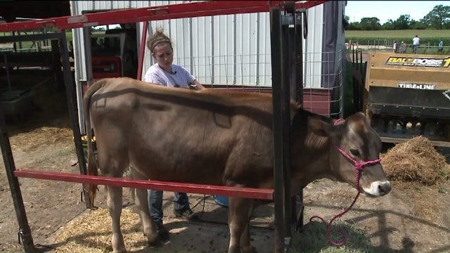 Sneak peek: It takes a lot of hard work and devotion to get livestock ready for the State Fair