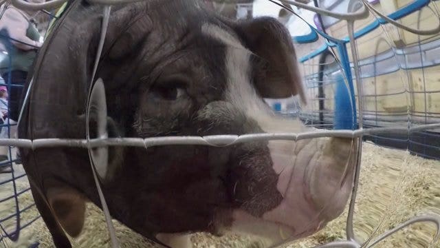 Mercedes Schulz's passion for agriculture makes her a champion