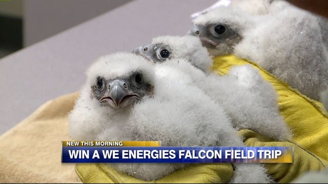 Teachers: Win your class a falcon-naming field trip -- but how?
