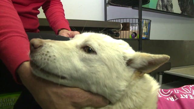 Dog rescued from South Korean meat trade by Olympian up for adoption