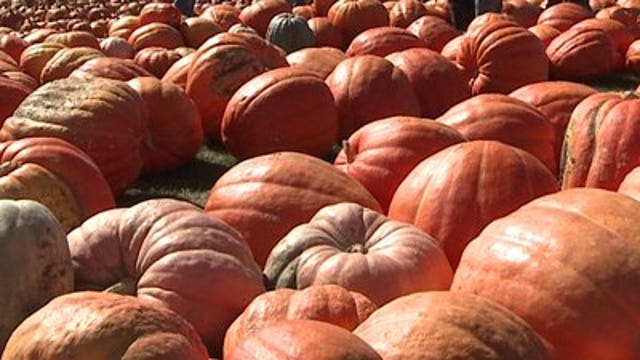 POLL: Trick-or-treat! How old is too old to go door-to-door?