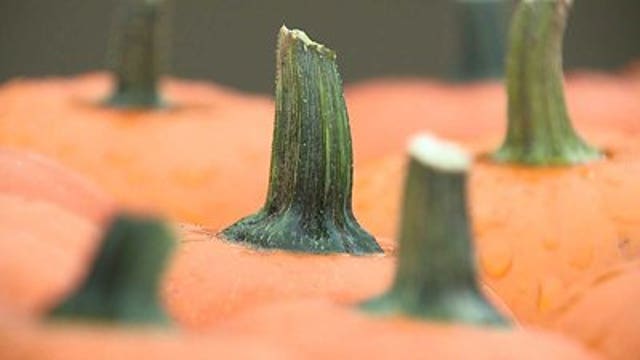 Some pumpkin farms say harvest is light due to summer drought