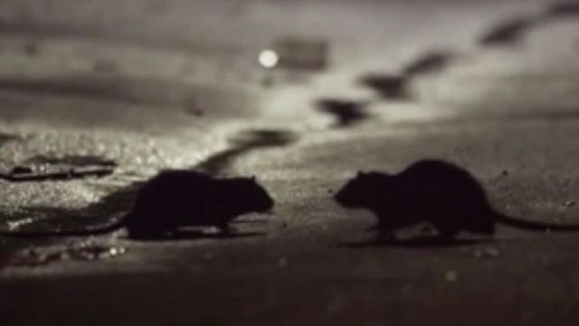 Rat sightings could rise amid coronavirus outbreak, experts say