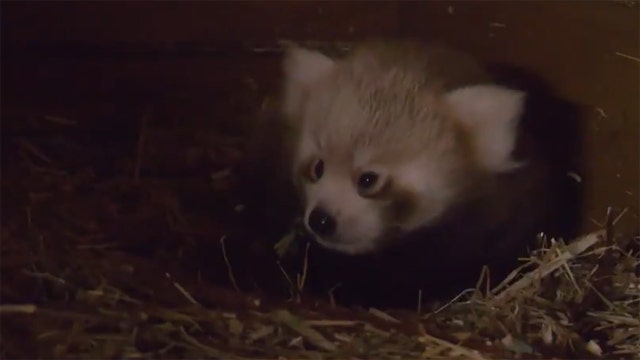 Red panda born in Berlin as part of global breeding program