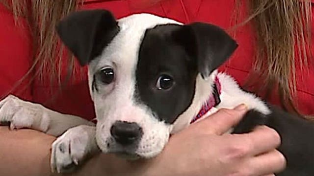 Pup's Picks: Will Rita pick the Green Bay Packers, or Oakland Raiders?