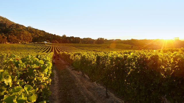 Wineries offer virtual tastings amid coronavirus shutdown