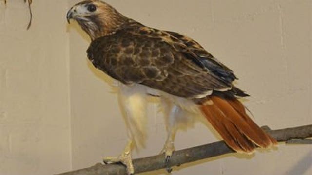 Rudy the red-tailed hawk now has permanent home at Racine Zoo
