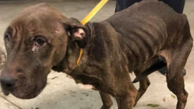 Severely emaciated pit bull found in Glendale to be adopted by officer, but first, she needs your help