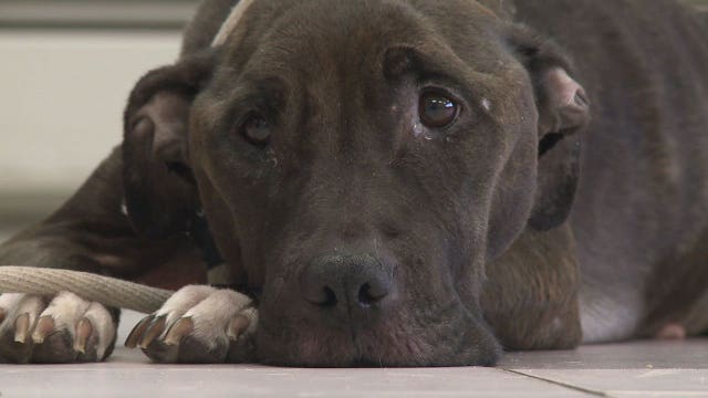 Glendale police: Ruthie the pit bull, found emaciated, dies after 'brave battle with cancer'