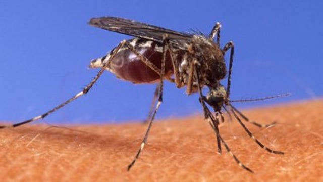 West Nile Virus confirmed in Waukesha County