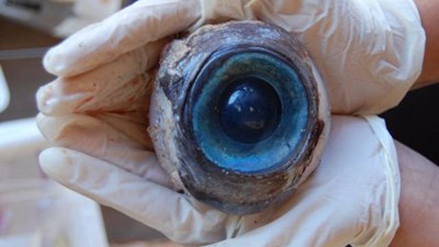 Giant Florida eyeball belonged to a swordfish