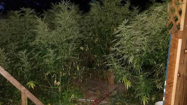 "Arrests forthcoming" after 600 marijuana plants located in backyard of daycare
