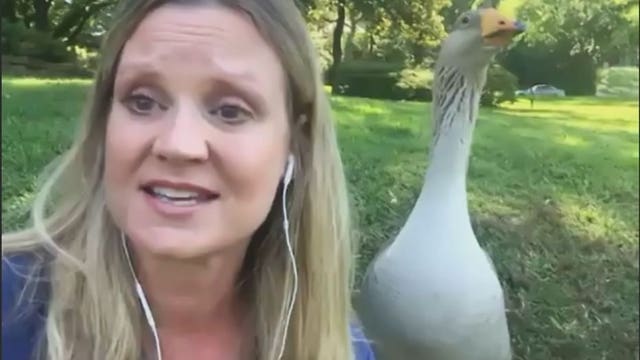 Texas woman forms unlikely friendship with goose while social distancing
