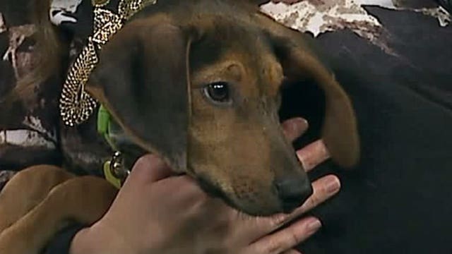 Pup's Picks: NFC North face-off this week -- Packers or Vikings? Who will "Sam" pick?