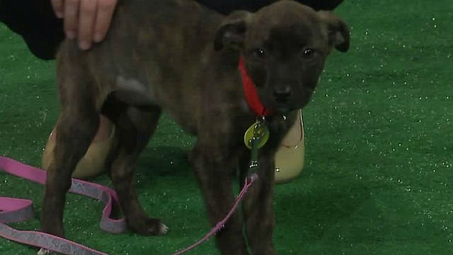 Pups' Picks: Will Sandy pick the Green Bay Packers or Washington Redskins?