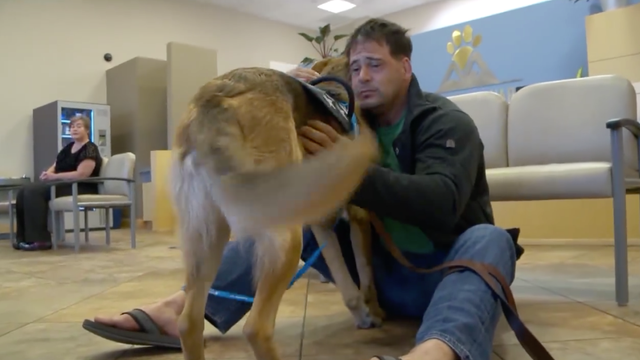 Watch the touching moment a Marine veteran gets his missing service dog back