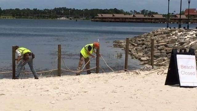 Disney beaches reopen, state believes it caught killer gator