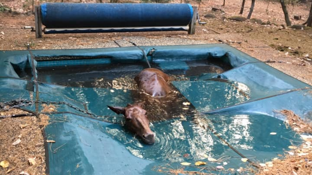 Horse found 'shivering uncontrollably' after surviving Camp Fire in backyard pool