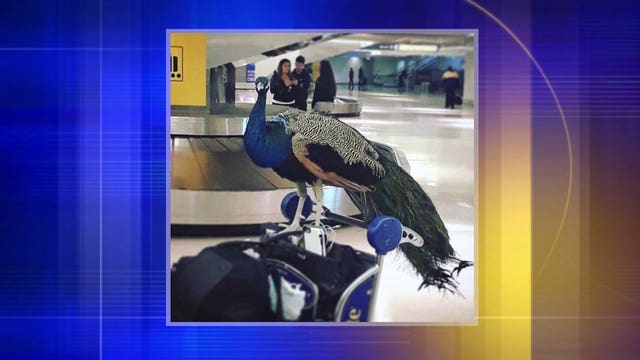 Airlines tightening rules on comfort animals -- but some say changes are long overdue