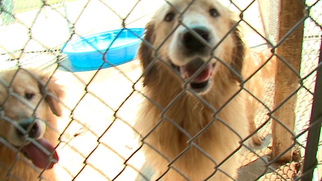 "On the mend:" 3 dozen dogs seized from Sheboygan County home on the road to recovery