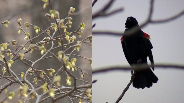 'Pretty profound:' Impact of 'Safer at Home' being felt by natural environments worldwide