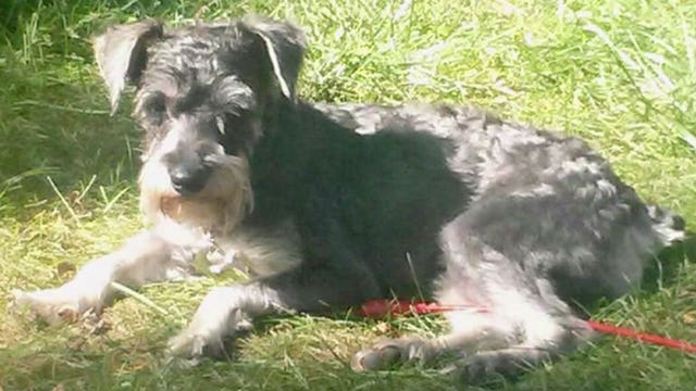 Coyote attack kills another small dog in Wauwatosa, family turns to DNR for help; "I want something done"