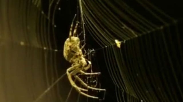 "There's at least 5,000:" Spiders have taken over the Main Street Bridge in Columbus, Ohio