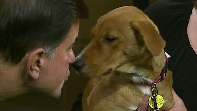 Who will the pup pick?!: The Packers, the Eagles...and Stella, the hound mix!