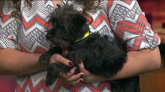 Pup's Picks: Dogs improve record to 1-2 after 'Geo' picked Packers to win; who will 'Kobi' pick?!