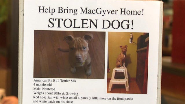 Strangers pitch in to help find stolen dog in Milwaukee