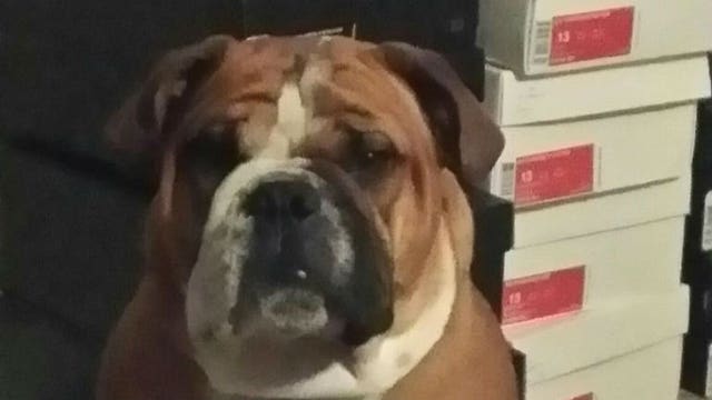 "Just a family pet," but English bulldog 'Tank' accused of previous attack on sixth grader
