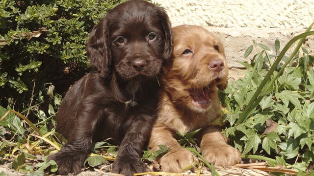 Buyer beware: Two Waukesha residents victimized by online puppy scam