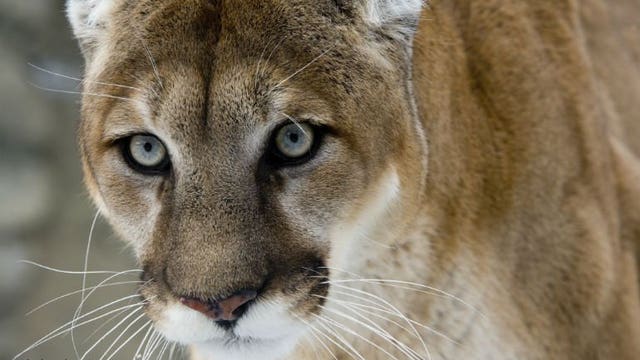Sheriff's officials warn residents after possible mountain lion/cougar sighting in Wheatland