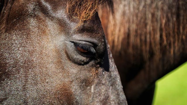 Horse manure is bursting into flames in New York summer heat