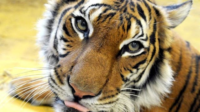 Tiger at NYC's Bronx Zoo tests positive for coronavirus