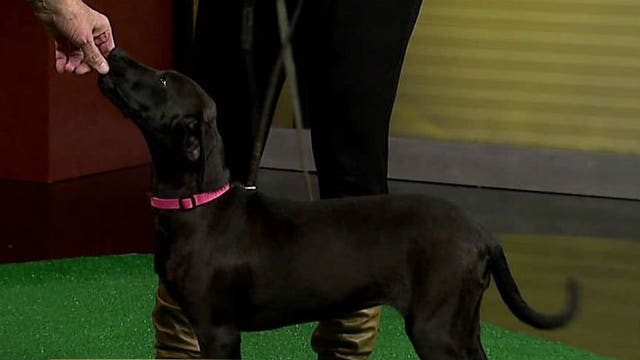 Pup's Picks: Packers vs. Seattle at NFC Championship Game! Who will Trishka choose?