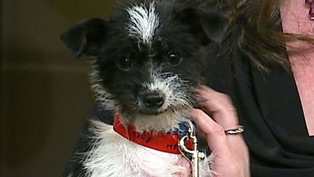 Pup's Picks: Will "Tulip," the three-year-old terrier mix pick the Packers...or the Bears?!