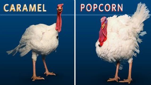 "Caramel" or "Popcorn" for Natl. Thanksgiving Turkey honors?