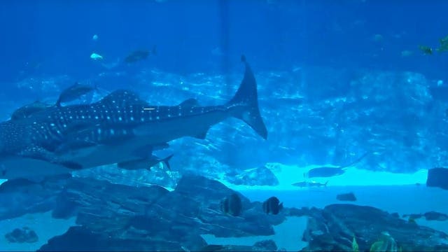From under the sea, to your living room, Georgia Aquarium brings the animals to you