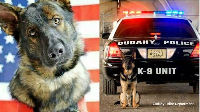 K-9 Ezzo retires after 50+ dog years with the Cudahy Police Department
