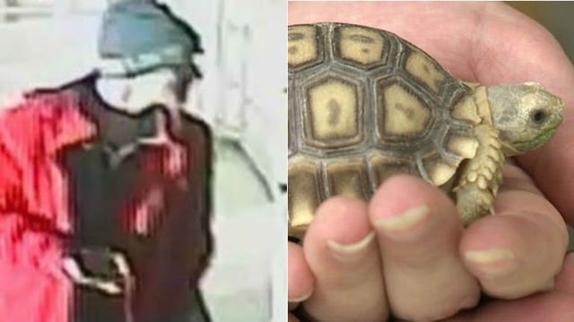 Police arrest Milwaukee man, 32, after 5 tortoises stolen from Pet World in West Allis