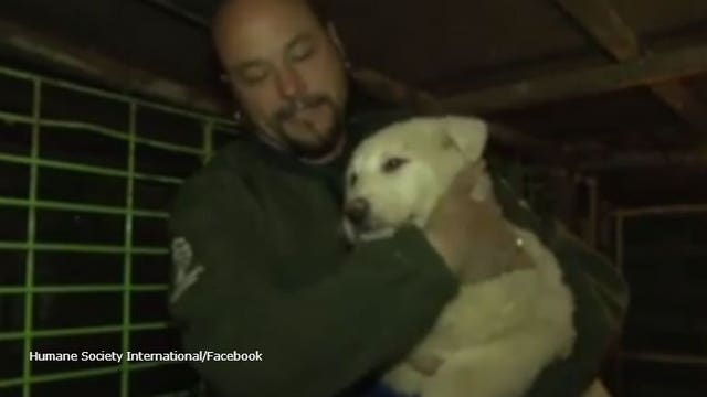 46 dogs, saved from slaughter, arrive in NY from South Korea